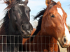  cerca del caballo