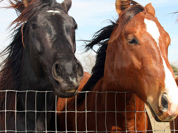  cerca del caballo