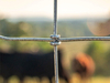  cerca del caballo