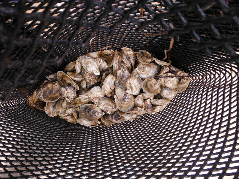 Bolsa de malla de ostras