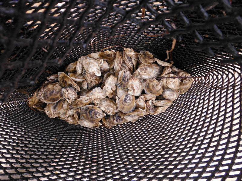 Bolsa de malla de ostras